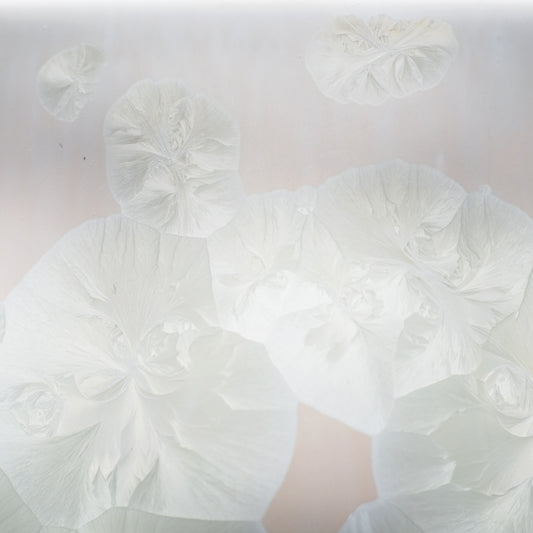 Vase PINEAE, couleur "Bagatelle"